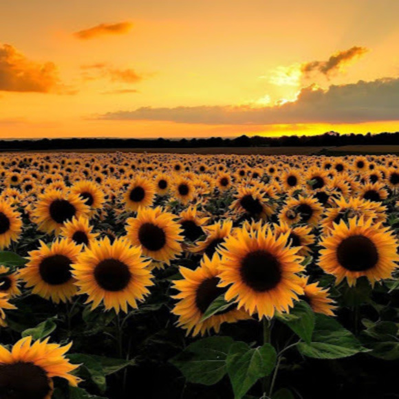 Meet your Posher, Olivia - Picture 1 of 1